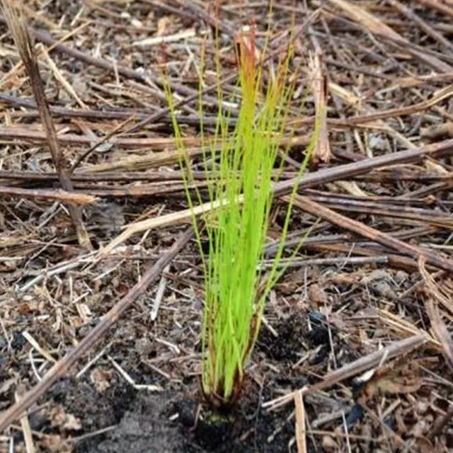 thumbnail for publication: Planting Southern Pines in Florida